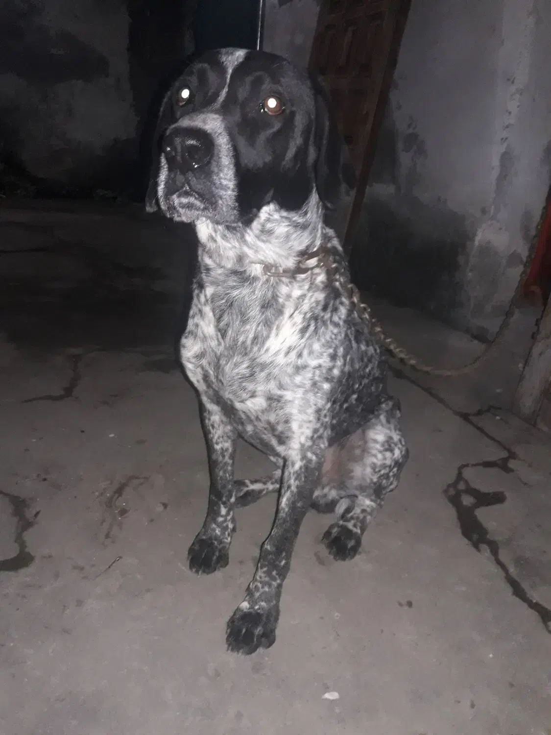 سگ شکاری|حیوانات|آمل, |دیوار