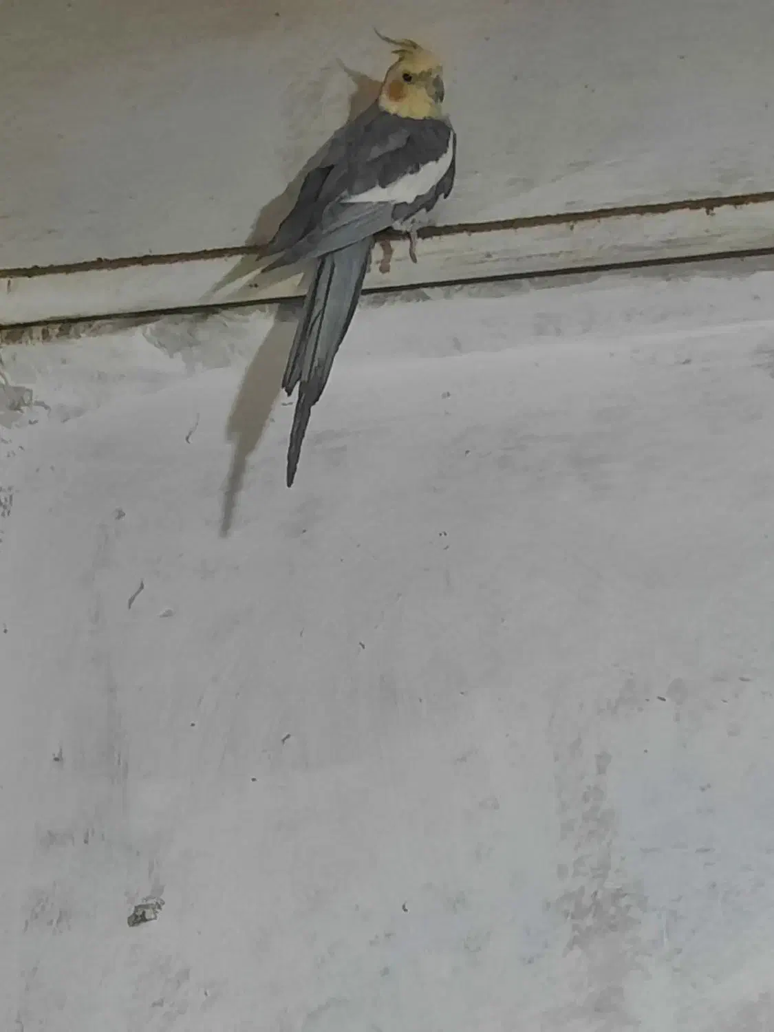 عروس هلندی|پرنده|مهدی شهر, |دیوار