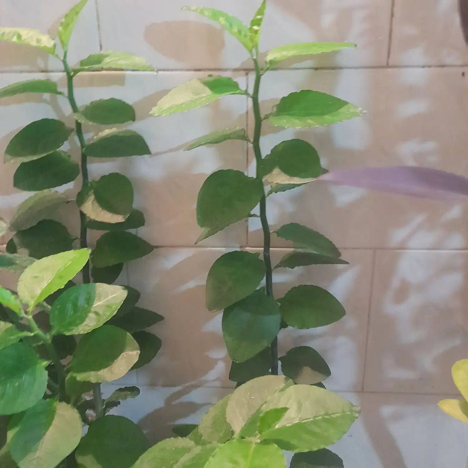 گُل|گل و گیاه طبیعی|سرپل ذهاب, |دیوار