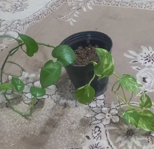 گلدان|گل و گیاه طبیعی|کاشمر, |دیوار