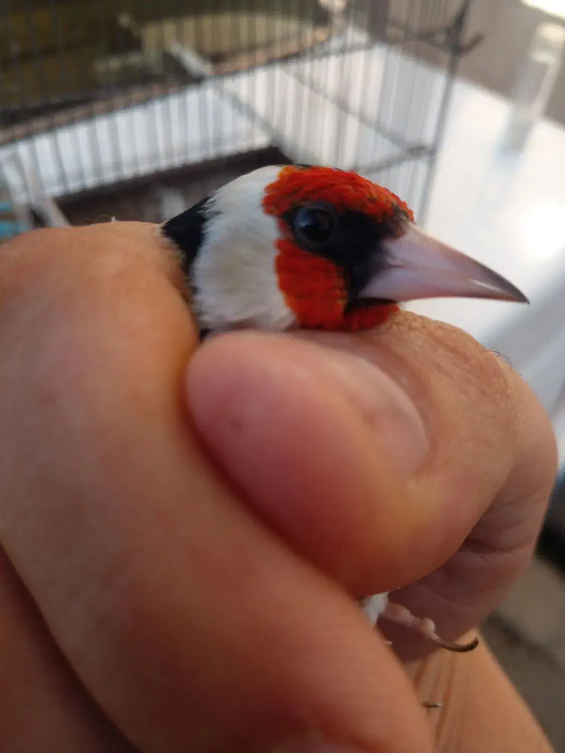 سره نر ماده|پرنده|قم, شاه ابراهیم|دیوار