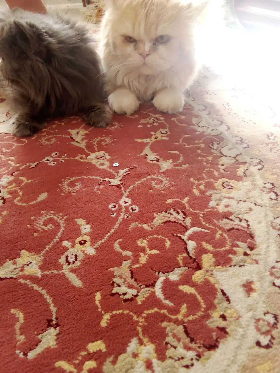 یک جفت گربه پرشین اصل|گربه|سبزوار, هویزه|دیوار