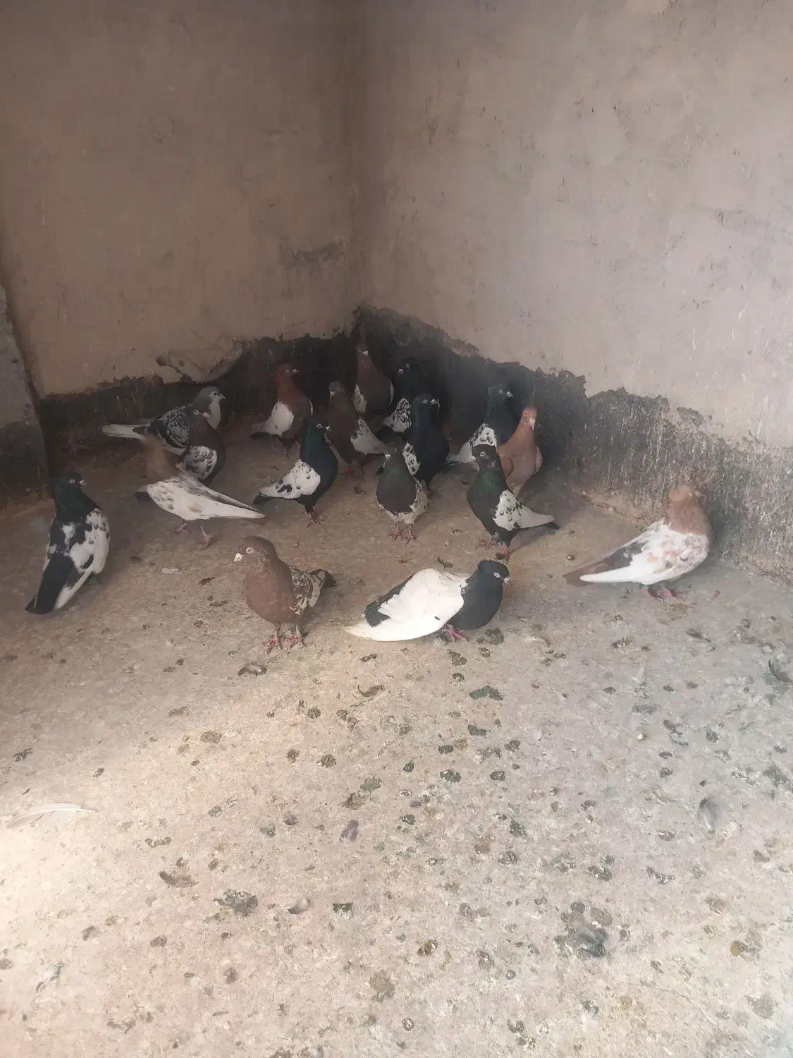 کبوتر سینه کله|پرنده|مشهد, وکیل‌آباد|دیوار