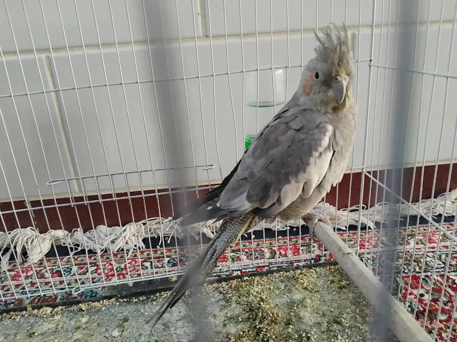 طوطی عروس و کوتوله|پرنده|زرند, |دیوار