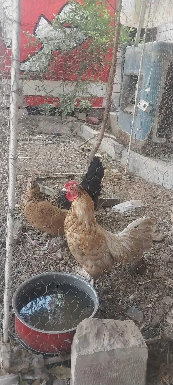 تخمه مرغ|حیوانات مزرعه|اصفهان, میرعماد|دیوار