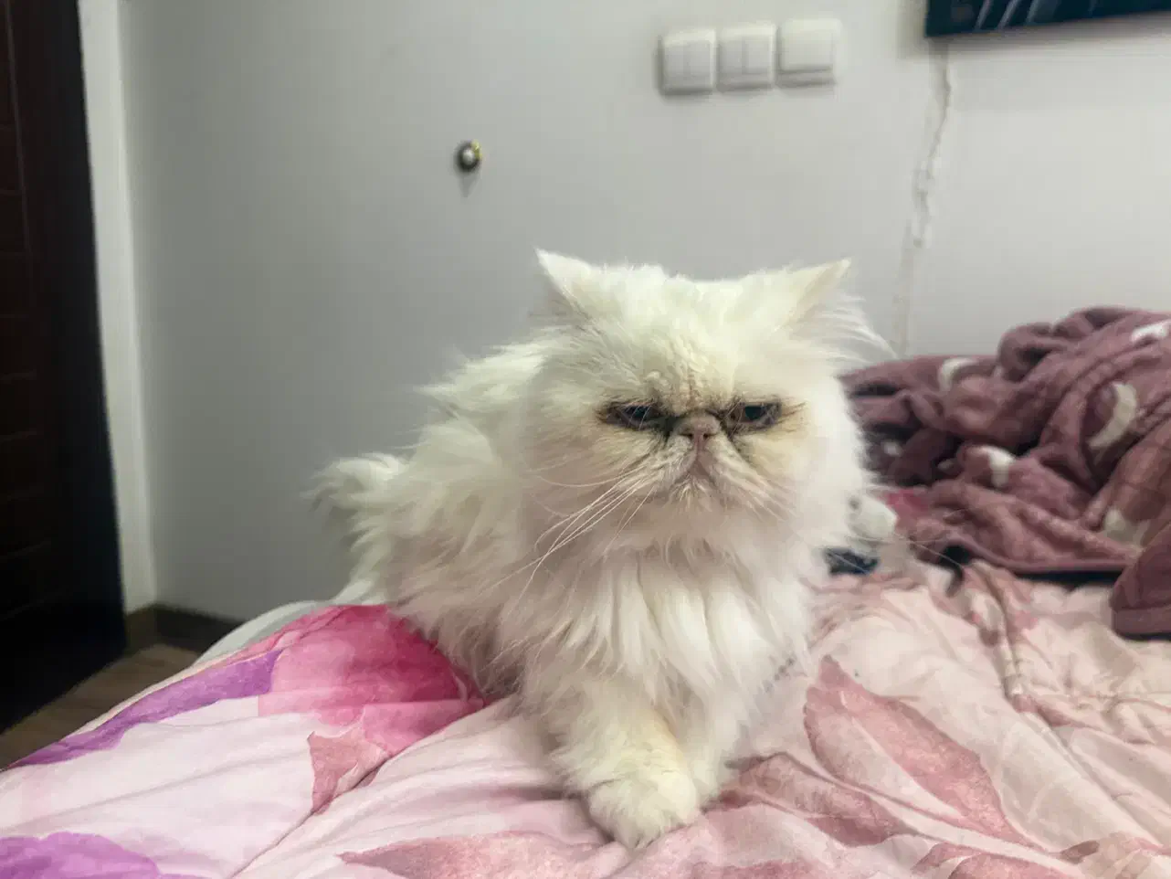 گربه پرشین سوپر فلت|گربه|مشهد, گوهرشاد|دیوار