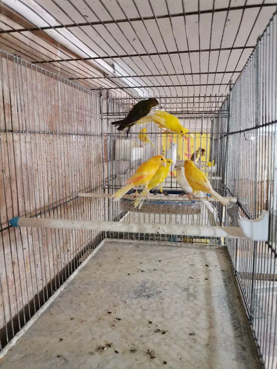 قناری های سالن|پرنده|قیدار, |دیوار