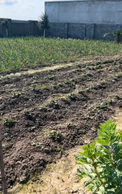 به یک سرایدار برای باغ نیازمنیدم فقط تماس بگیرید|استخدام سرایداری و نظافت|بابلسر, |دیوار