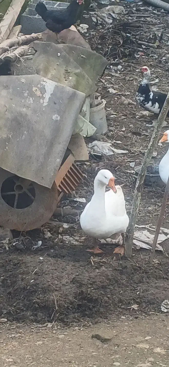 قو غاز|حیوانات مزرعه|رودسر, |دیوار