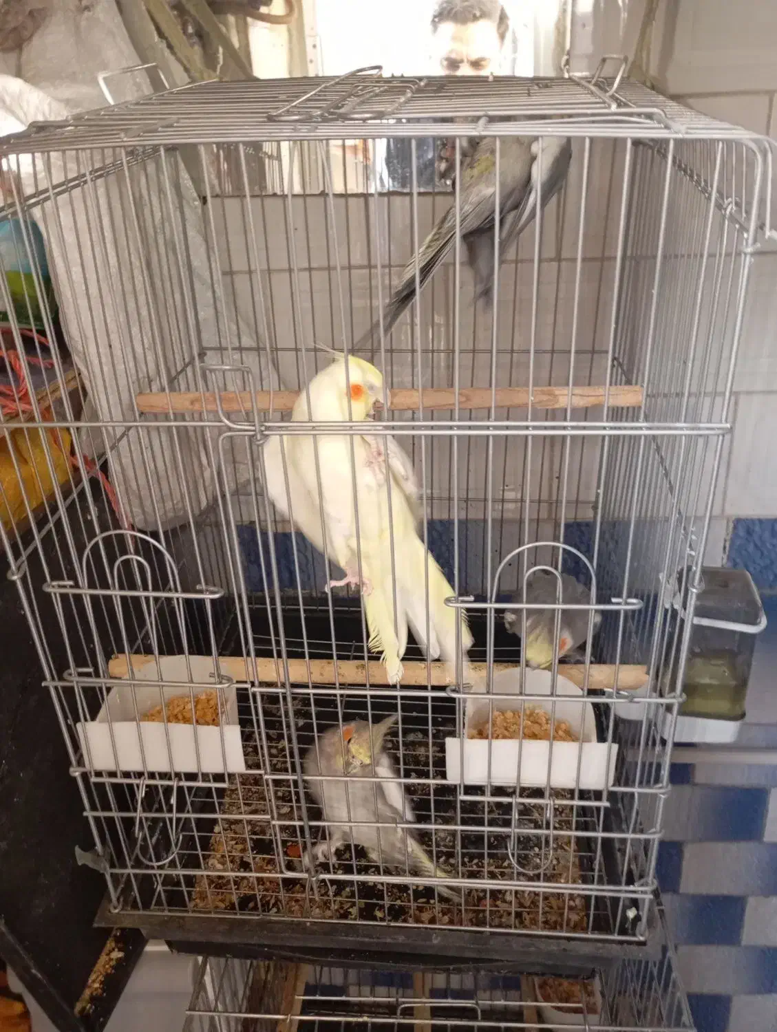 عروس هلندی|پرنده|اقبالیه, |دیوار