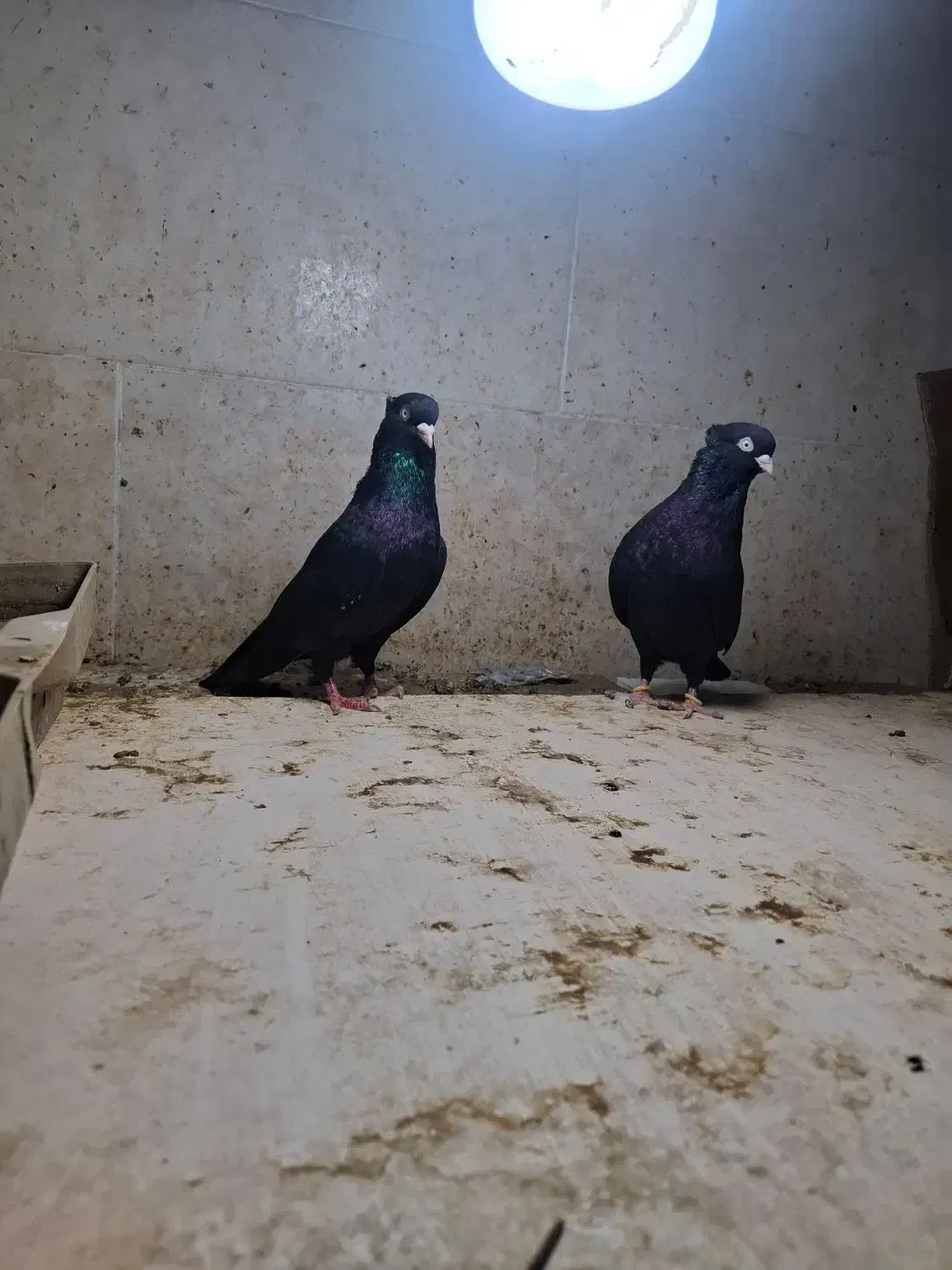 کبوتر پاکستانی و زاغ|پرنده|خورموج, |دیوار