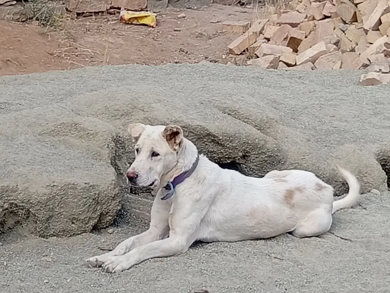 ماده پژدر|سگ|صالح آباد, |دیوار