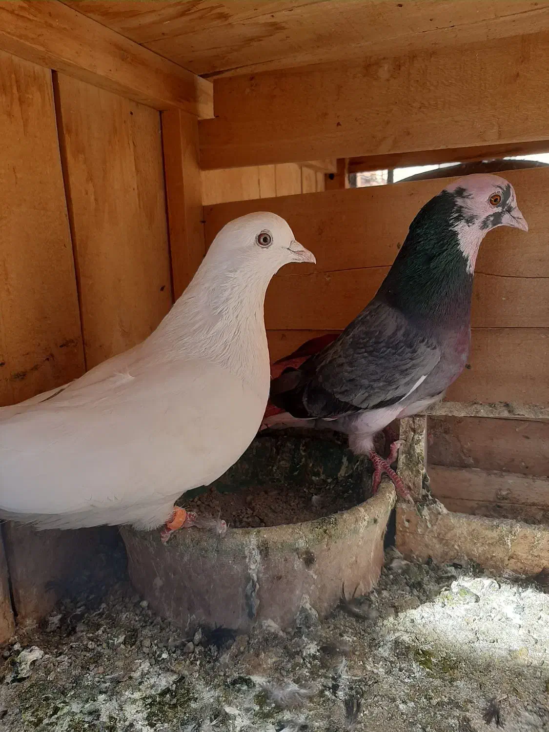 کبوتر پرشی|پرنده|قم, انصار‌الحسین|دیوار