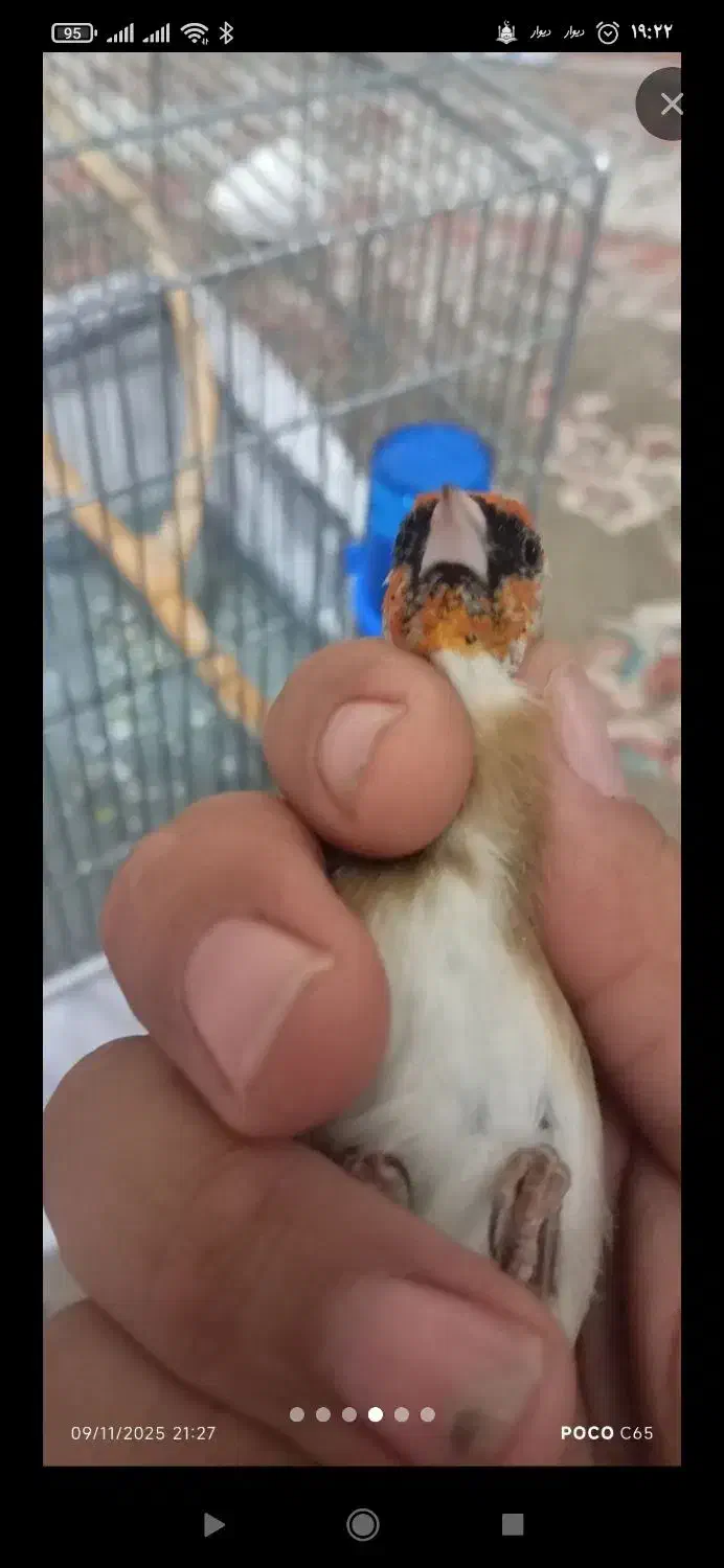 جوجه سره امسال|پرنده|قرچک, داوود آباد|دیوار