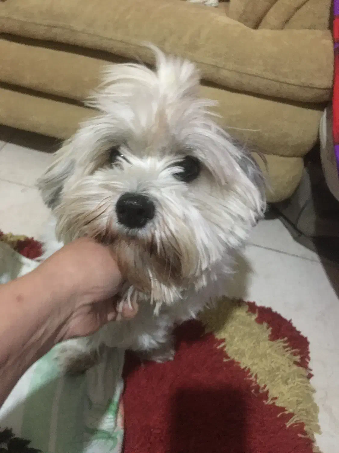 واگذاری|سگ|چالوس, |دیوار