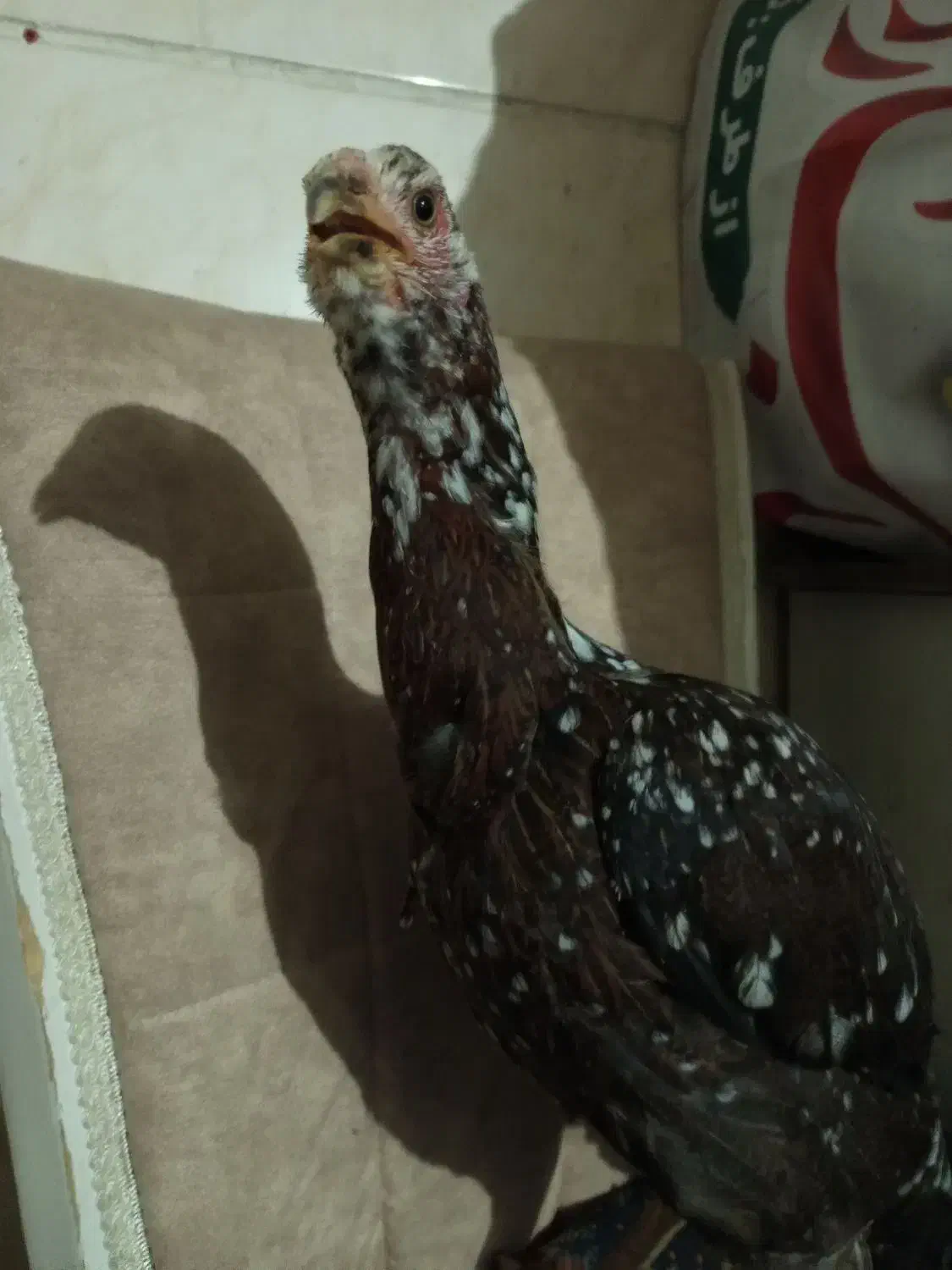 مرغ لاری نسل دار|حیوانات مزرعه|ماهدشت, |دیوار