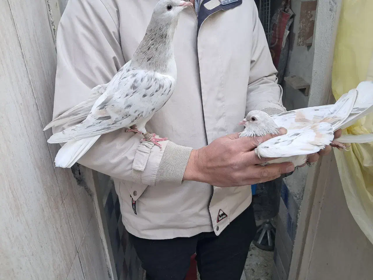 ساده هفترنگ|پرنده|مشهد, پنجتن|دیوار