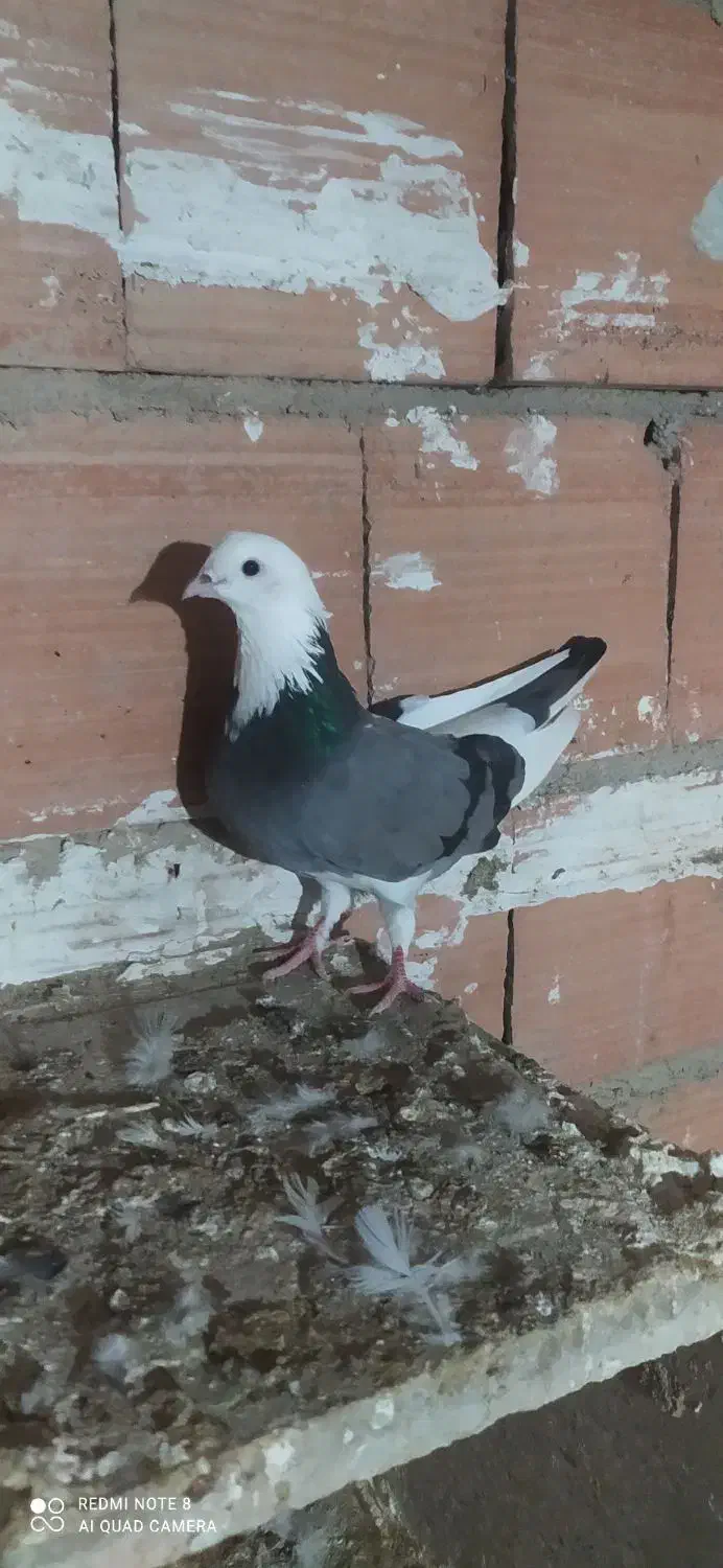 ۱۲۳|پرنده|مینودشت, |دیوار