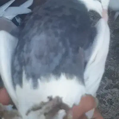 توقی سیا|حیوانات مزرعه|گلبهار, شهر جدید گلبهار|دیوار