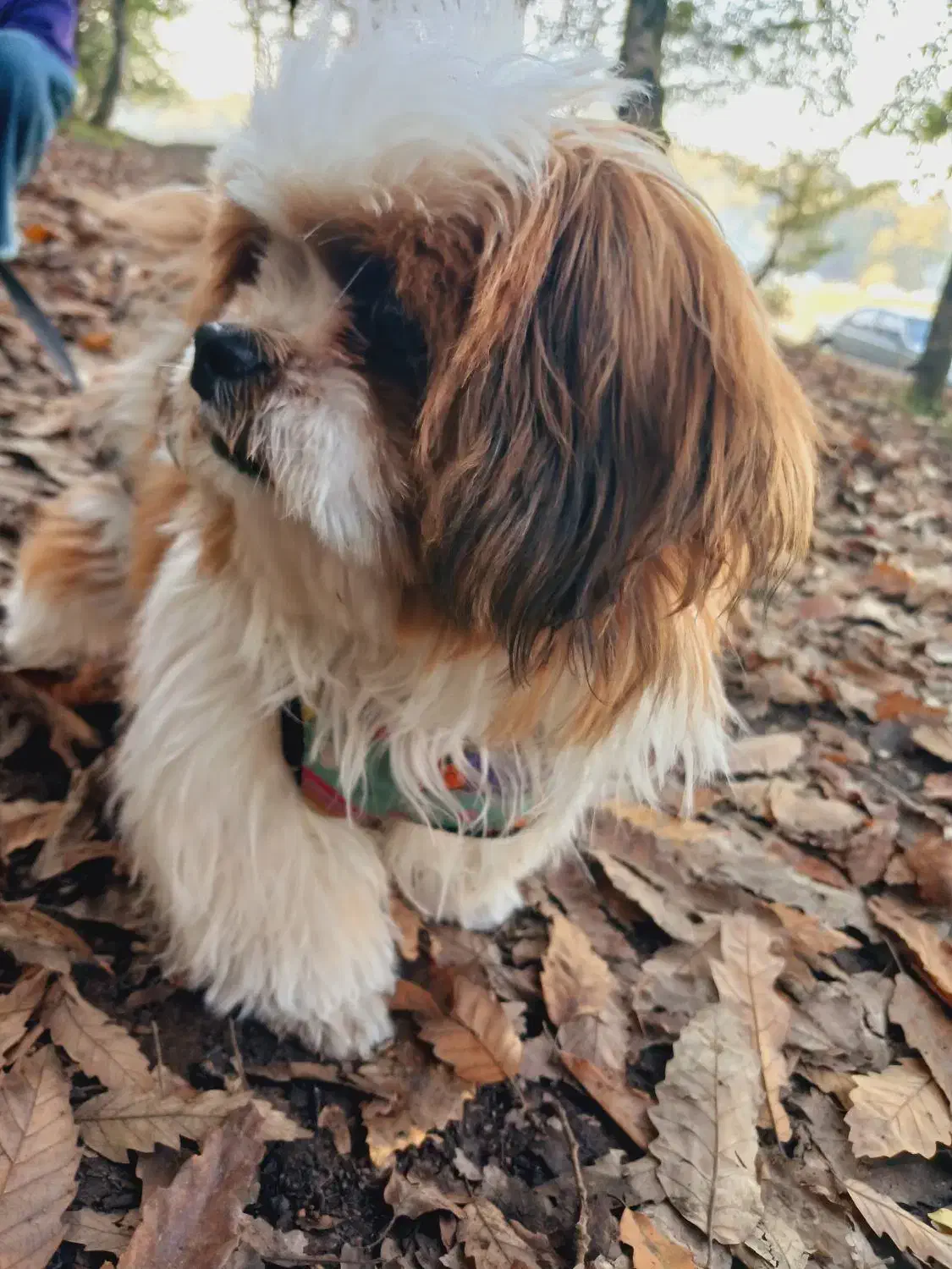 پت خانگی|سگ|رشت, حمیدیان|دیوار