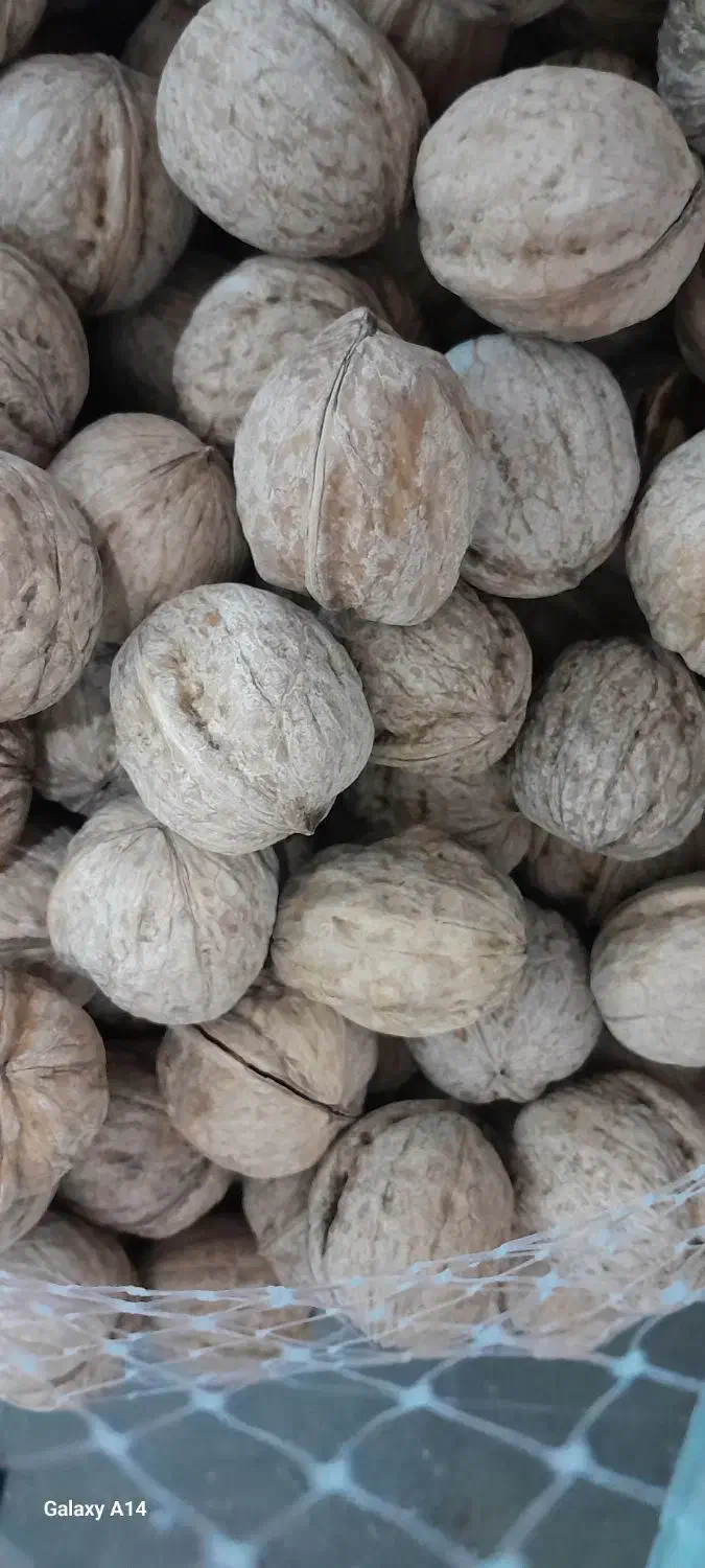 گردو شهرستان اقلید استان فارس|خوردنی و آشامیدنی|تهران, اباذر|دیوار