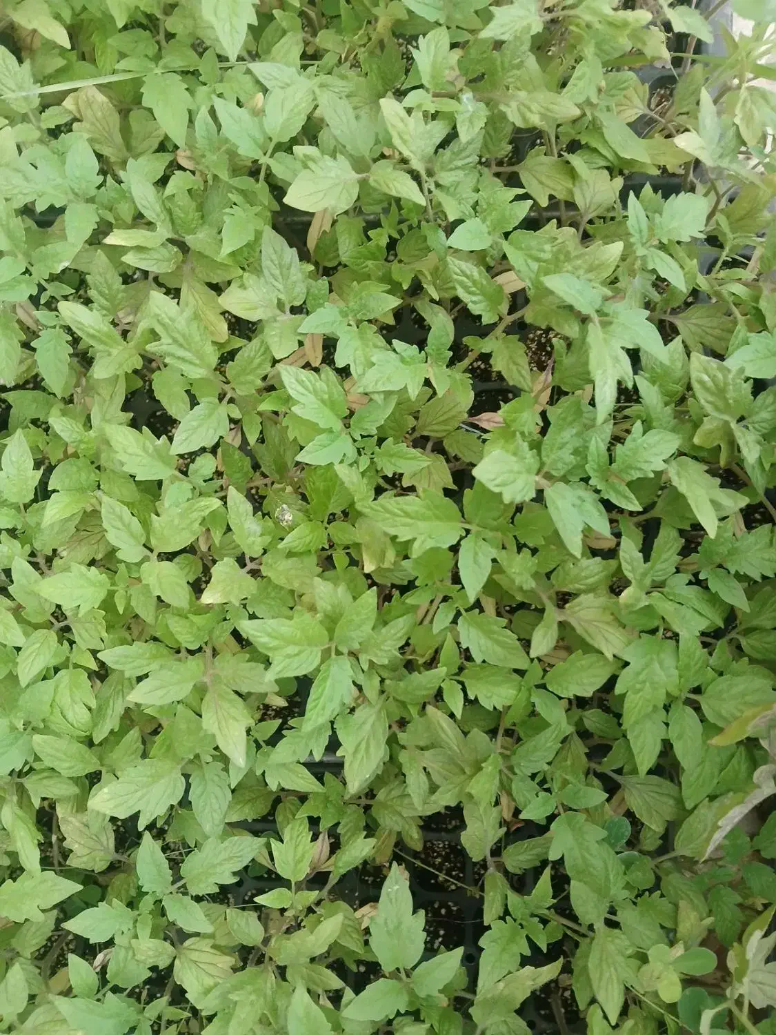 گوجه تیبا|گل و گیاه طبیعی|شوشتر, |دیوار