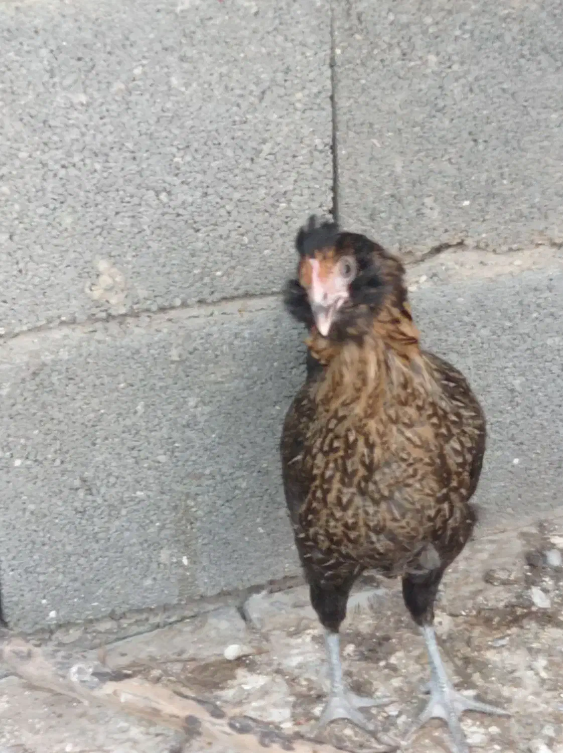 فروشی|حیوانات مزرعه|خورموج, |دیوار