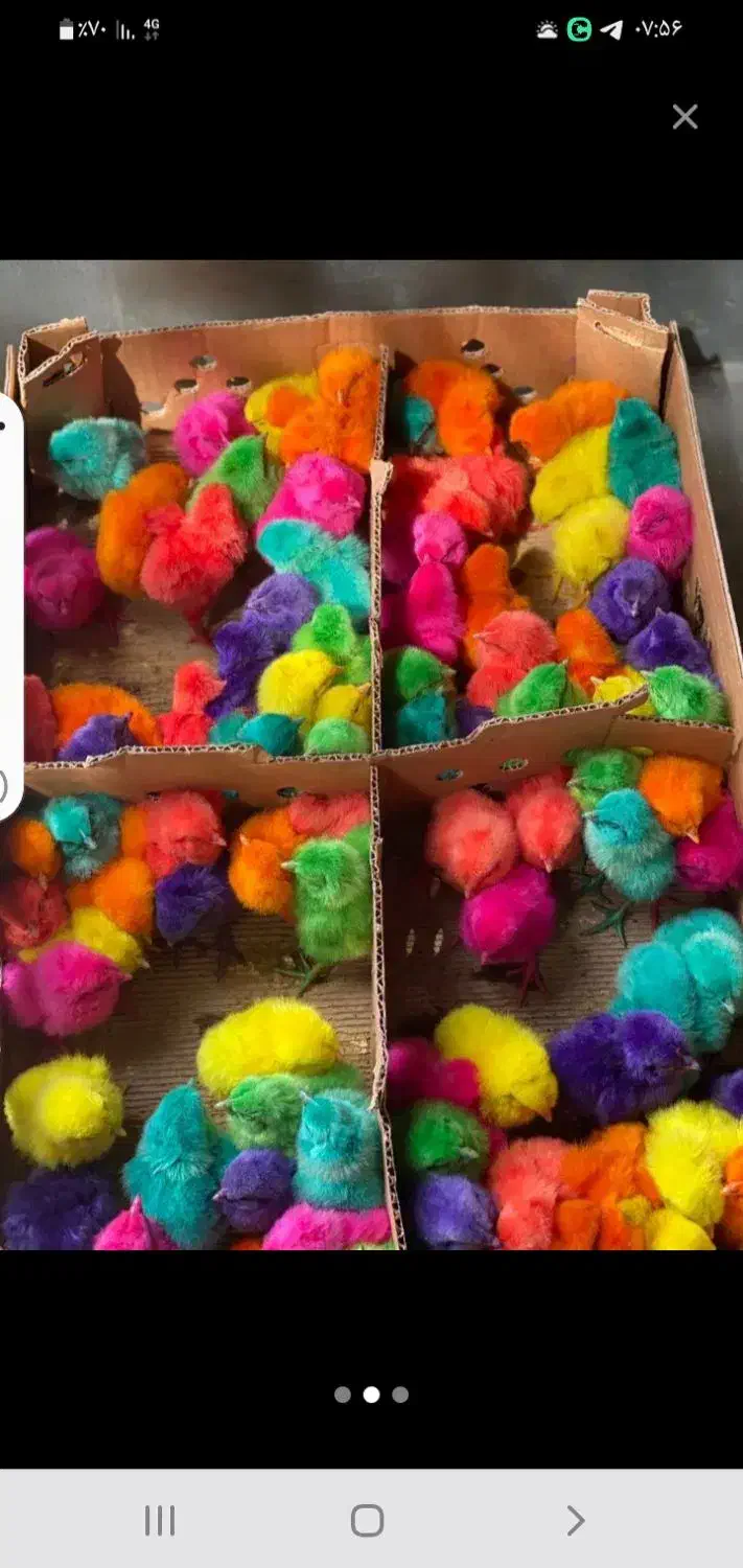 انواع جوجه رنگی ومحلی اردک بوقله وسلطان|حیوانات مزرعه|لار, |دیوار