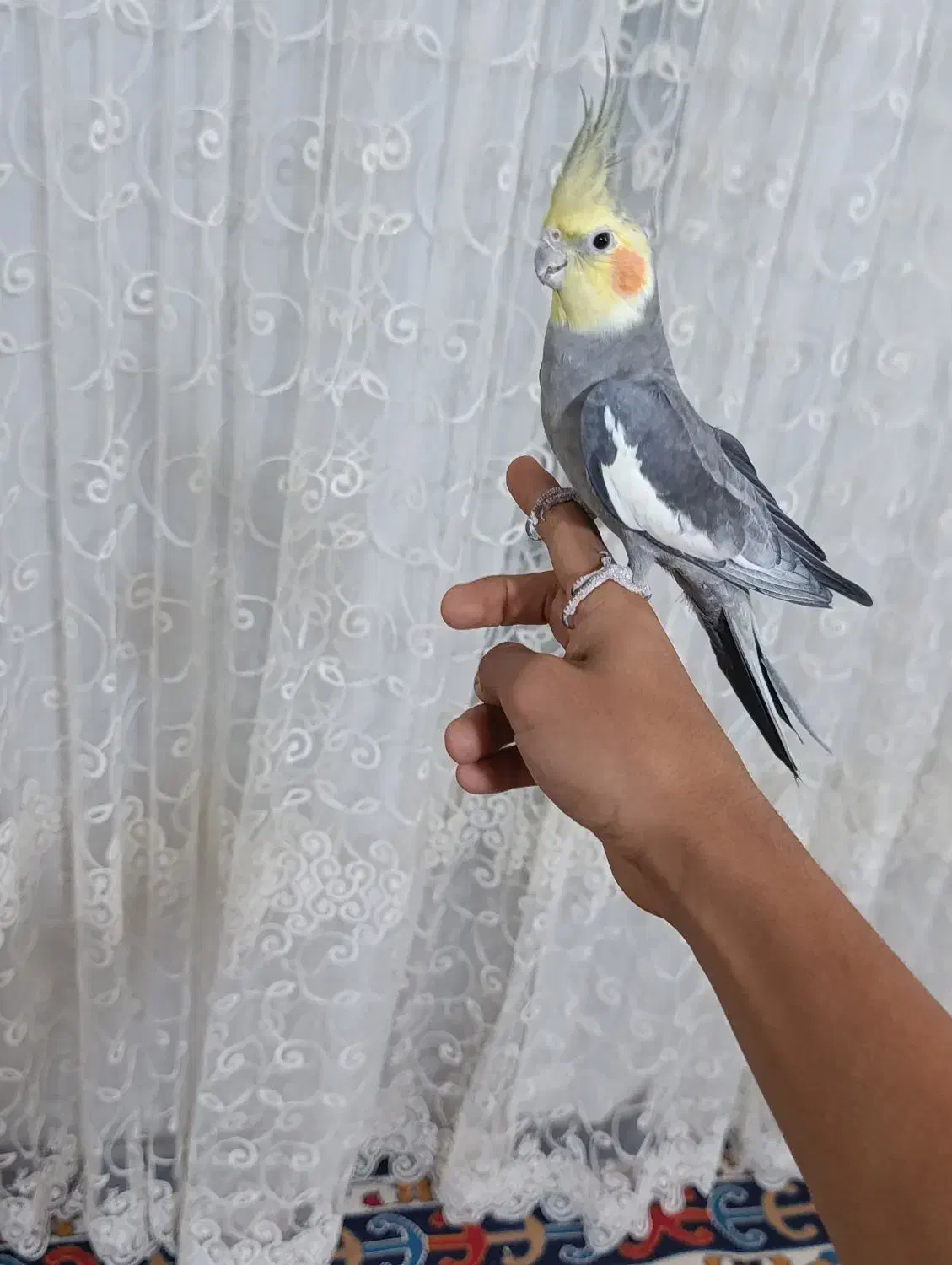 عروسهلندی.فولراموسخنگو|پرنده|قزوین, |دیوار