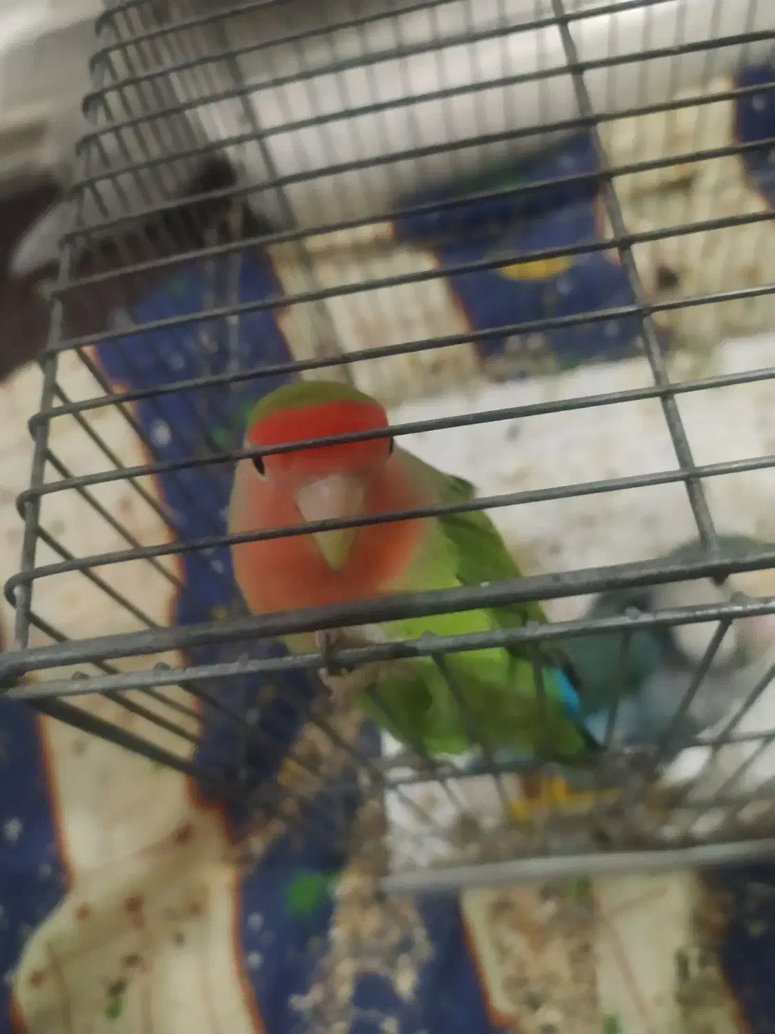 یک جفت طوطی برزیلی نر و ماده|پرنده|بروجرد, |دیوار