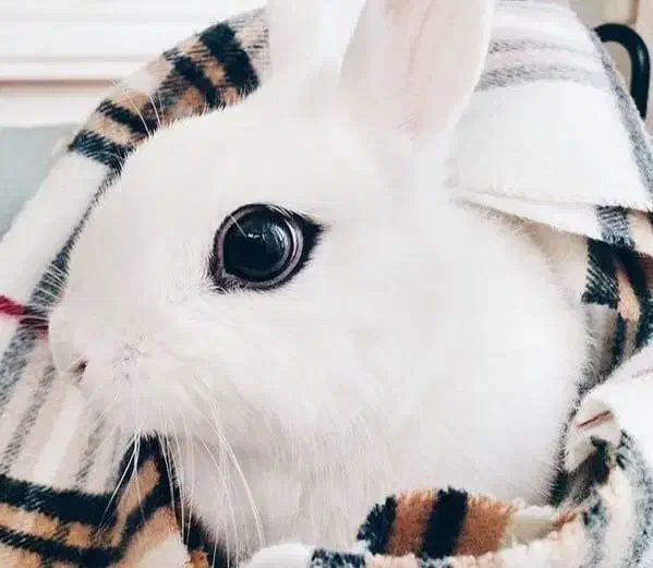 خرگوش سفید چشم اشکی|موش و خرگوش|شیراز, شیخ علی چوپان|دیوار