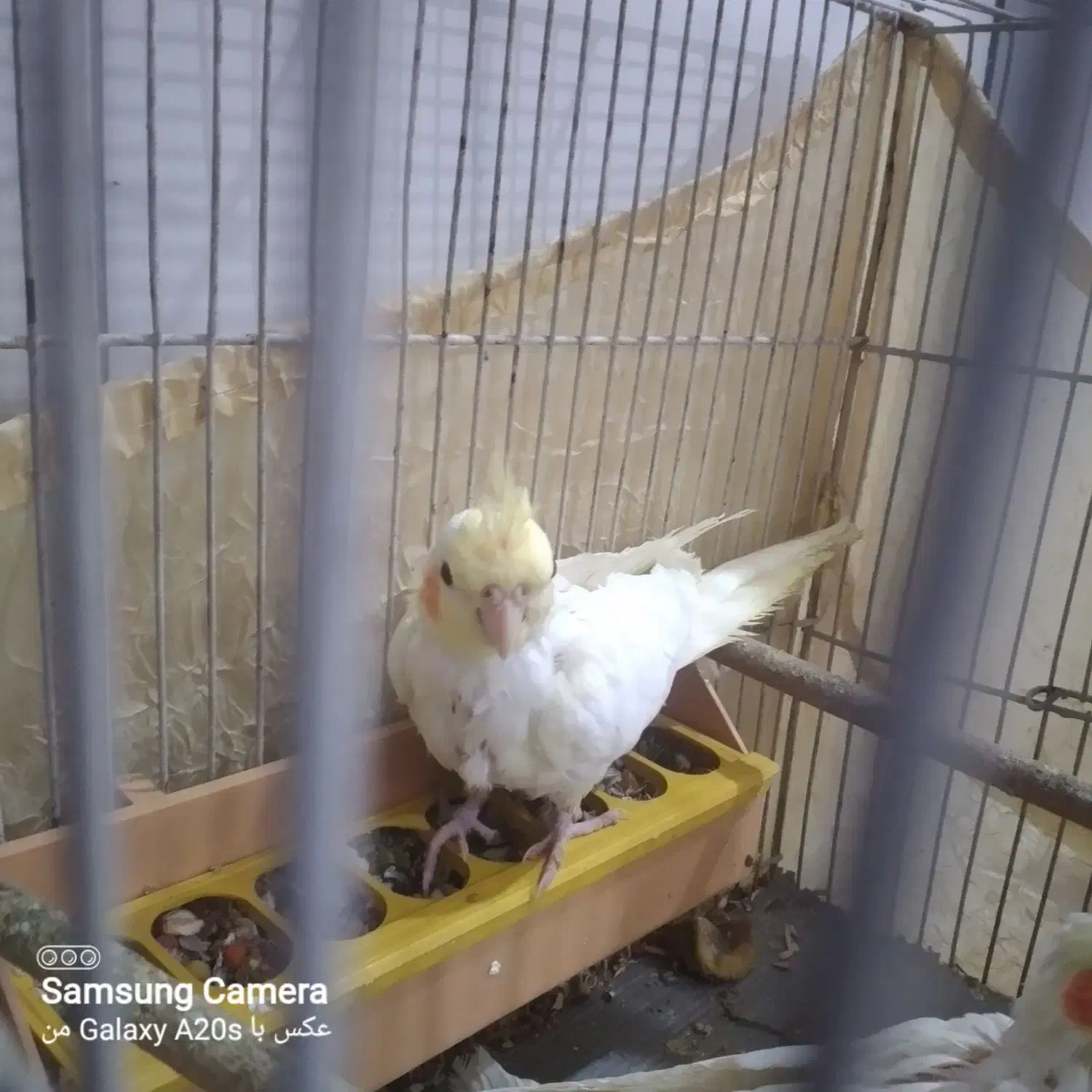 سرلاکی پاریس|پرنده|کارون, |دیوار