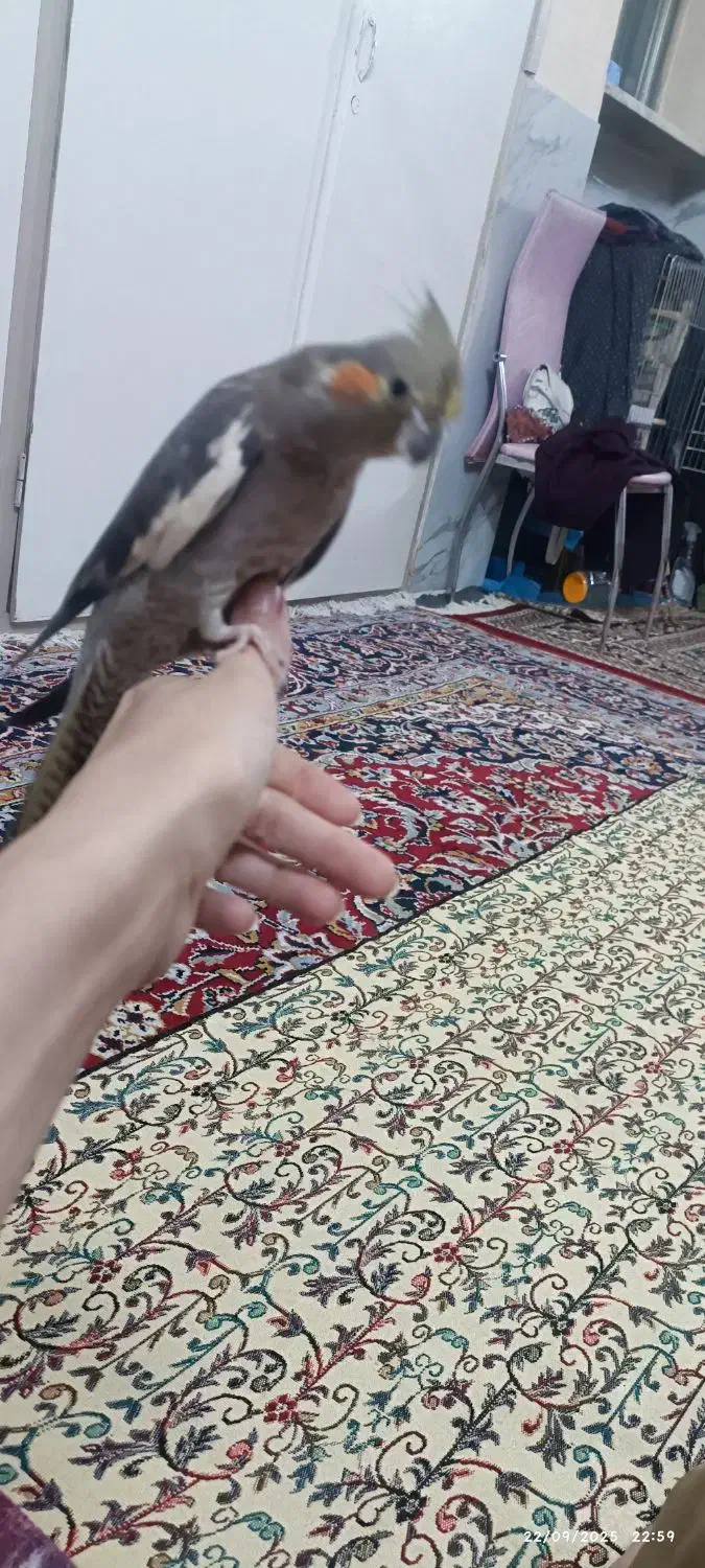 گمشده|حیوانات|بجنورد, |دیوار