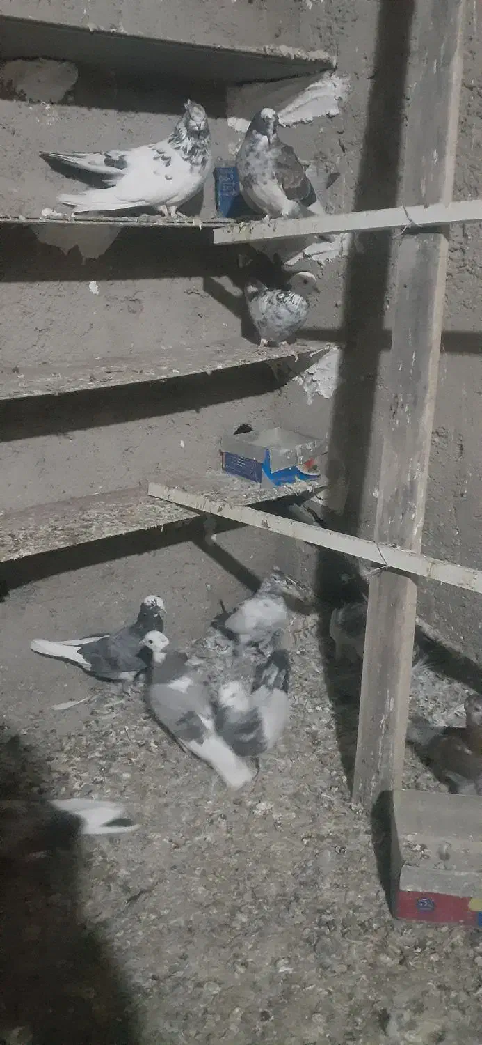 کفتر جوجه|پرنده|شهریار, بکه|دیوار