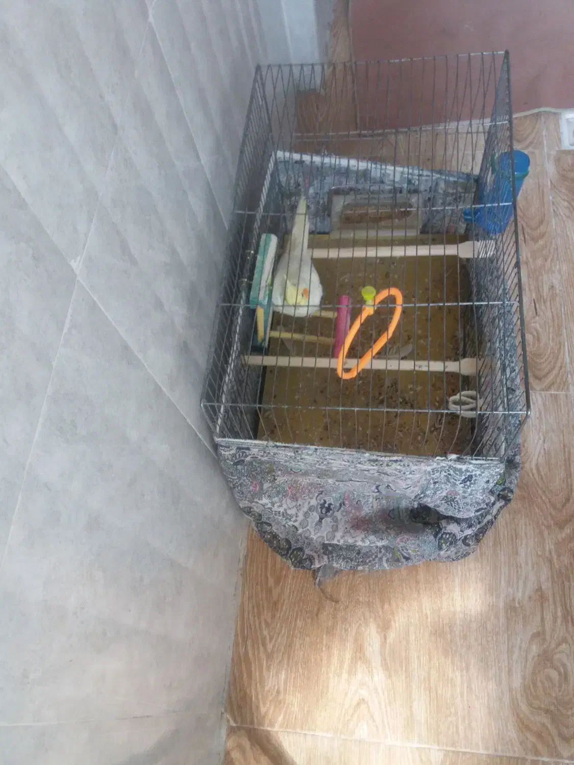 فروش عروس هلندی نر دستی|پرنده|گلپایگان, |دیوار