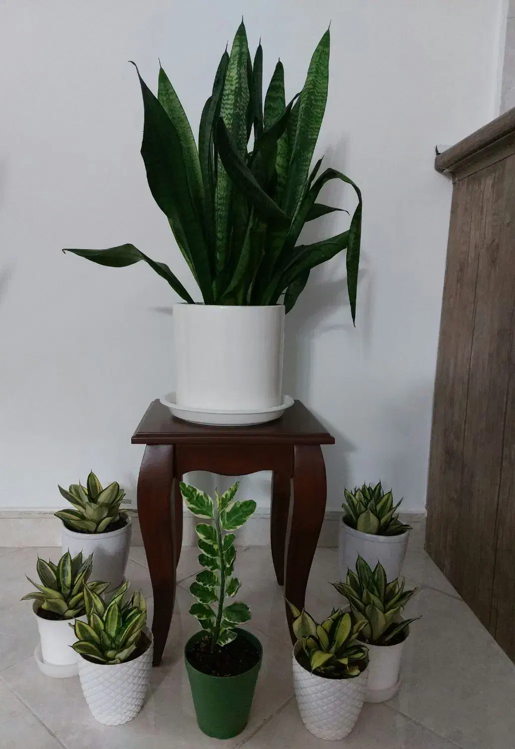 گل طبیعی|گل و گیاه طبیعی|فردیس, قریشی|دیوار