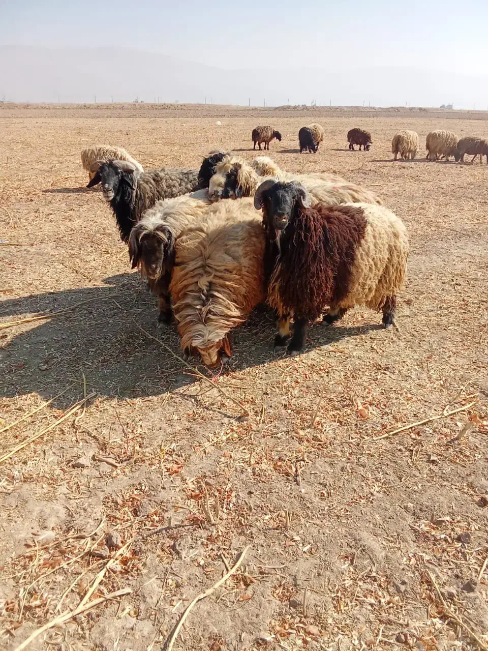 قوچ گله گوسفند داشت زاد و ولد نگهداری|حیوانات مزرعه|زرقان, |دیوار
