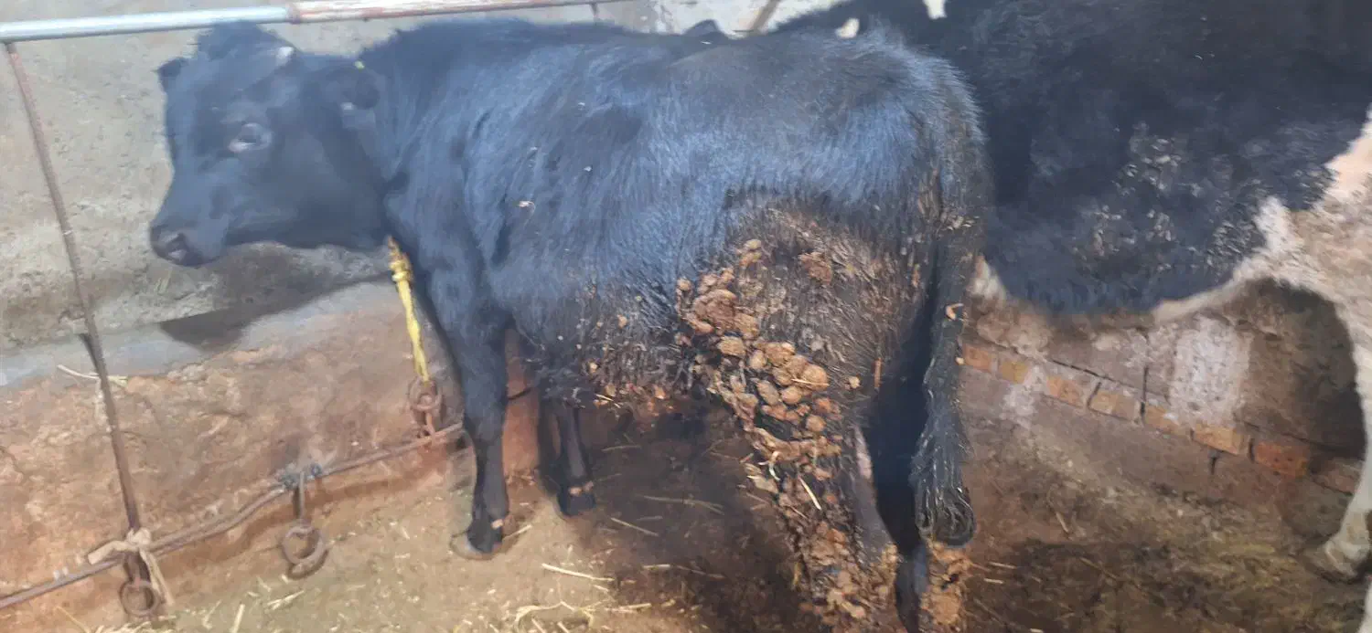 گوساله انگوس سالم وخوشخوراک|حیوانات مزرعه|مهربان, |دیوار