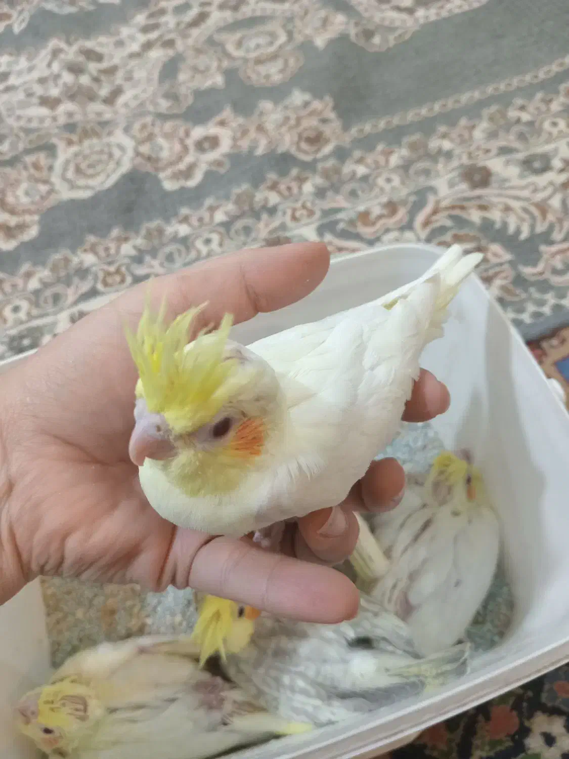 جوجه عروس هلندی ۵۰ روزه|پرنده|اصفهان, رهنان|دیوار