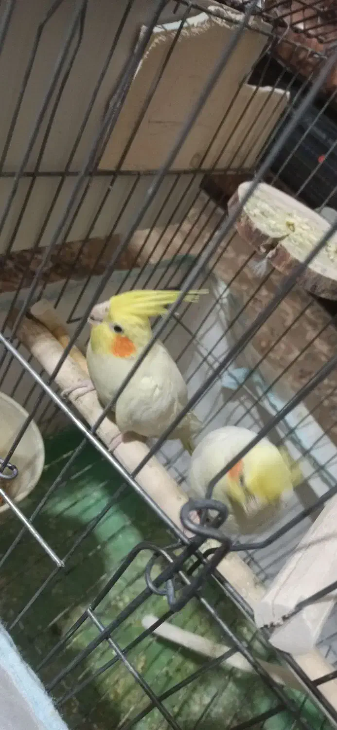 فروش عروس هلندی مولد|پرنده|اصفهان, ارداجی|دیوار