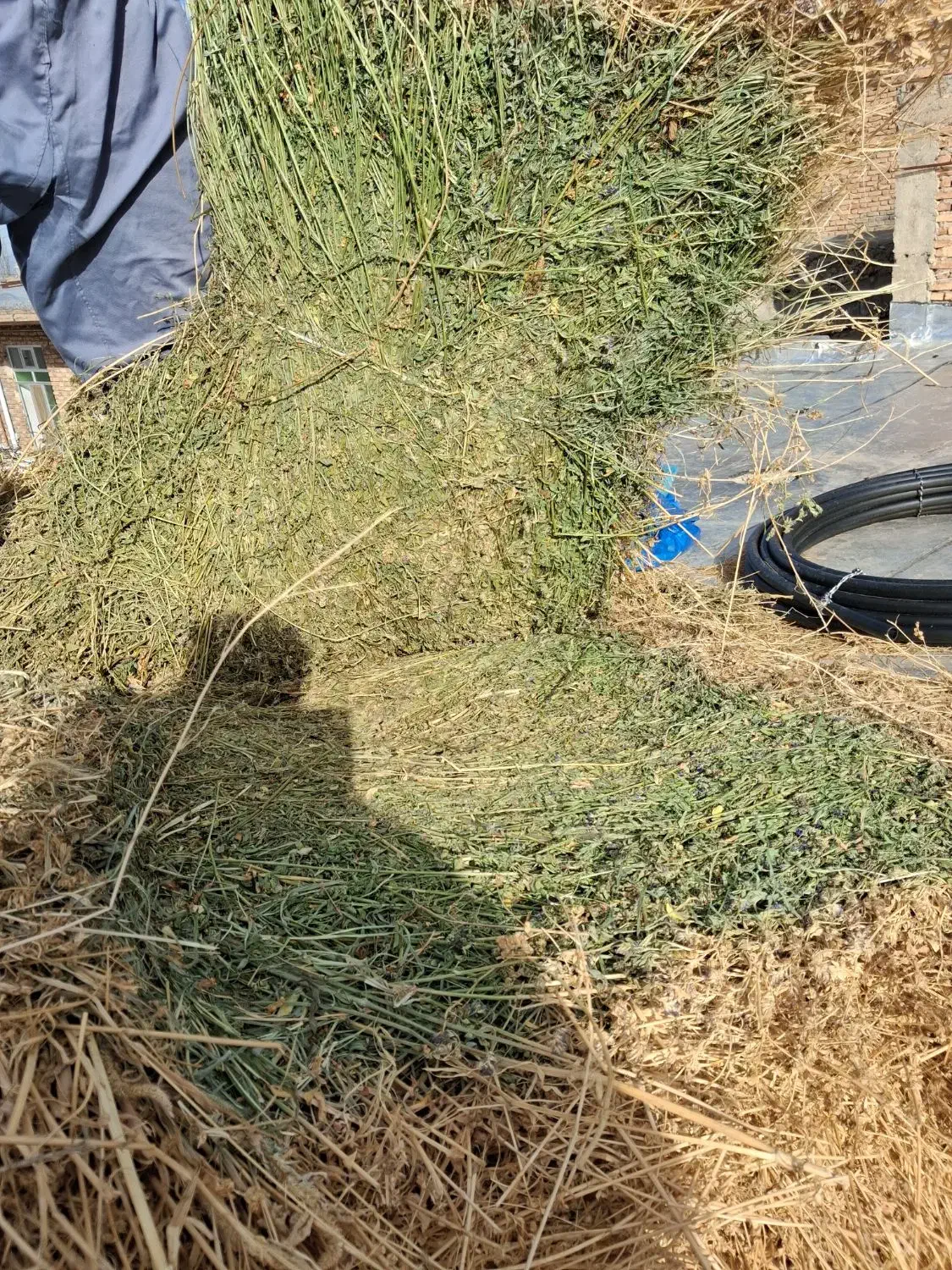 یونجه ۳۲۰۰۰۰۰ت|خدمات باغبانی و درختکاری|مشگین شهر, |دیوار