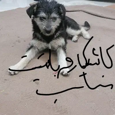 گمشده|حیوانات|بیرجند, |دیوار