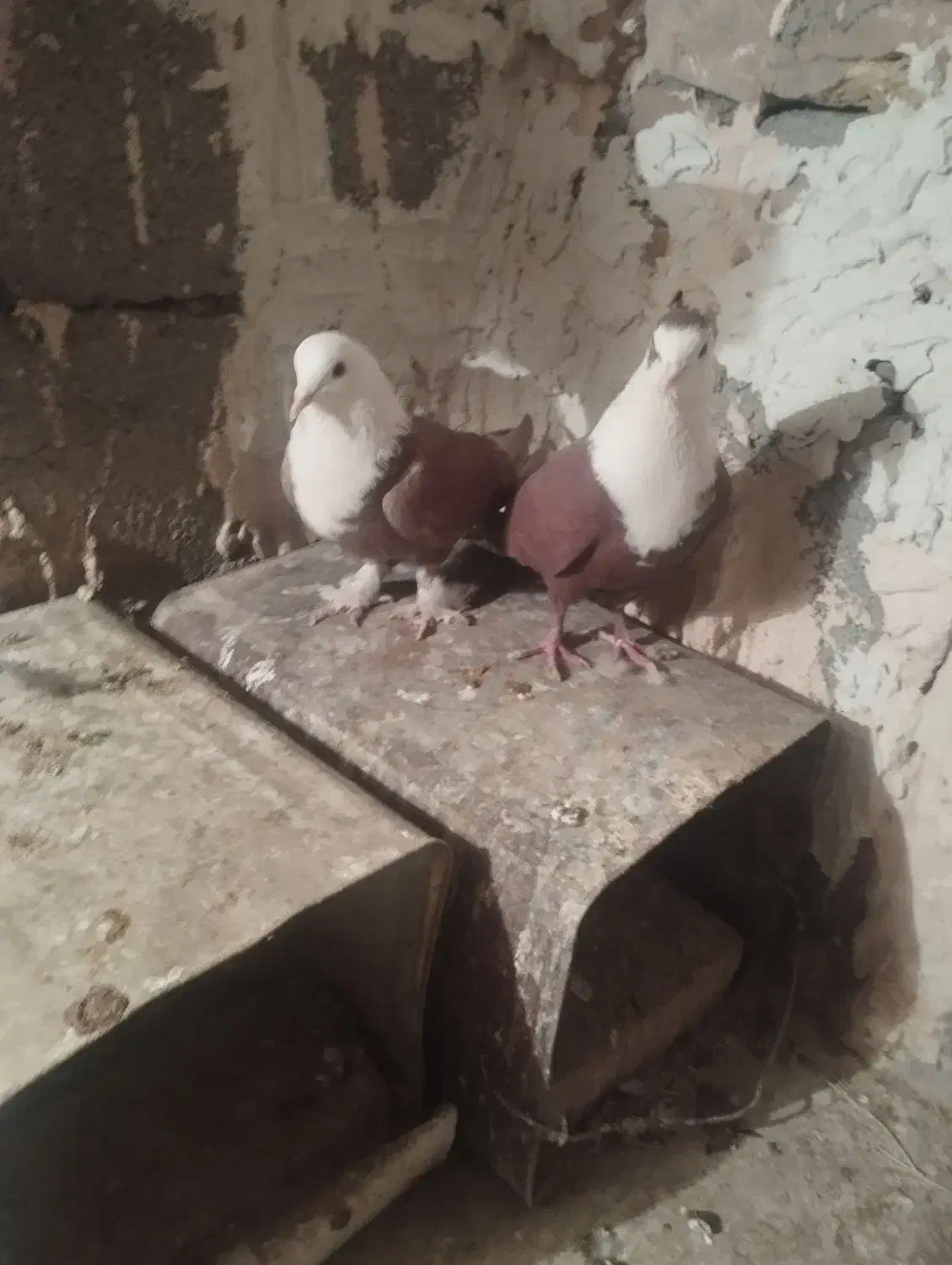 کفتر جفتی جوجه زرد گلی پلنگ|پرنده|رفسنجان, |دیوار