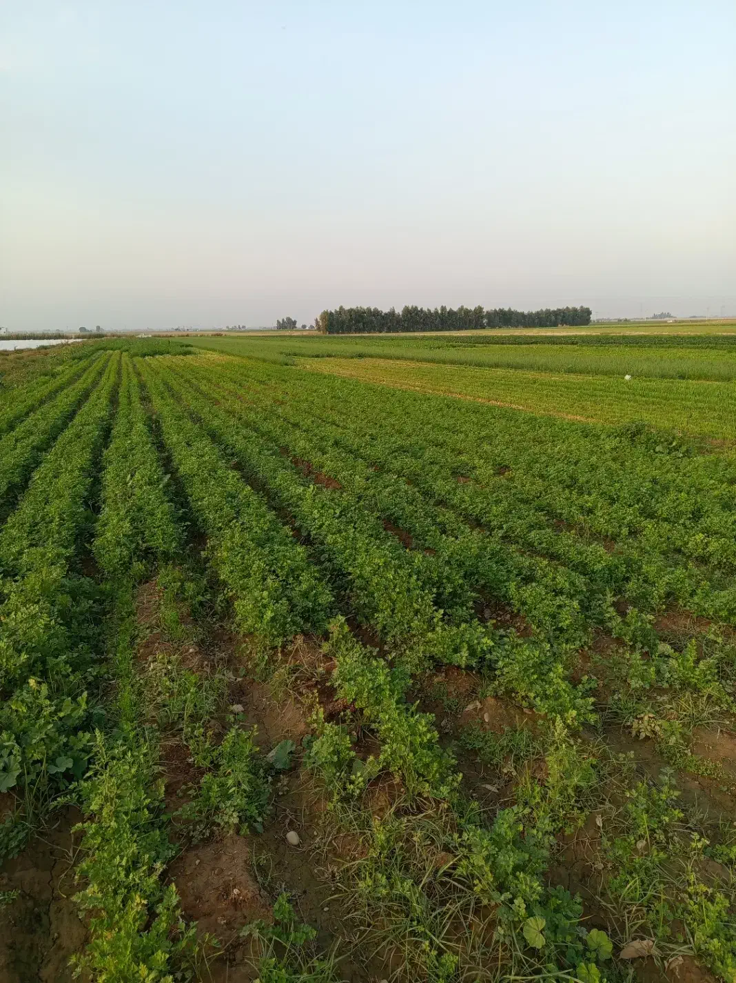 فروش سبزی خورشتی خام و تازه تحویل درب منزل رایگان|خوردنی و آشامیدنی|اندیمشک, |دیوار