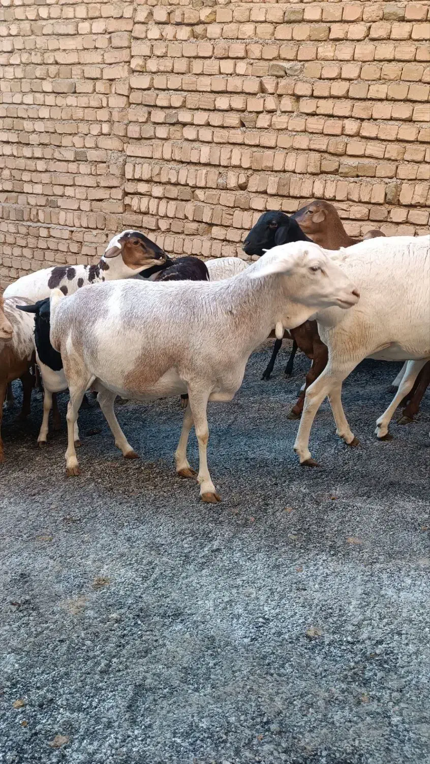 میش وبره|حیوانات مزرعه|بروجرد, |دیوار