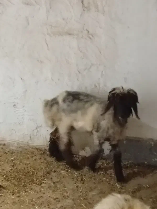 شیشک و بره|حیوانات مزرعه|مسجد سلیمان, |دیوار