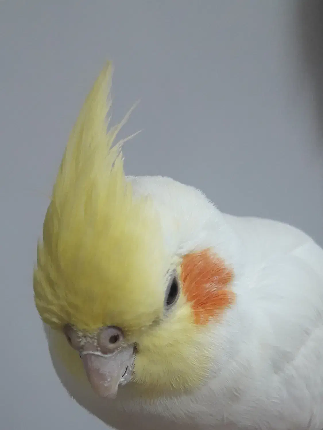 عروس هلندی پیدا شده در مشهد|حیوانات|مشهد, تربیت (صدف)|دیوار