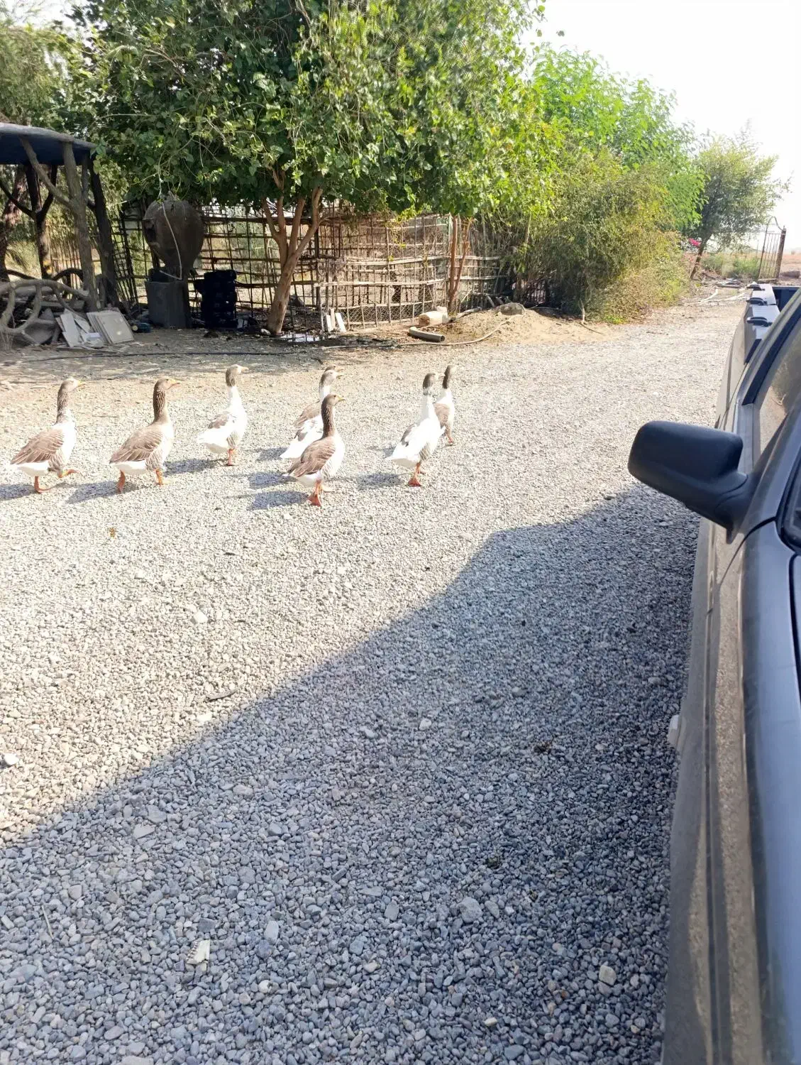 غاز نگهبان|حیوانات مزرعه|جیرفت, |دیوار