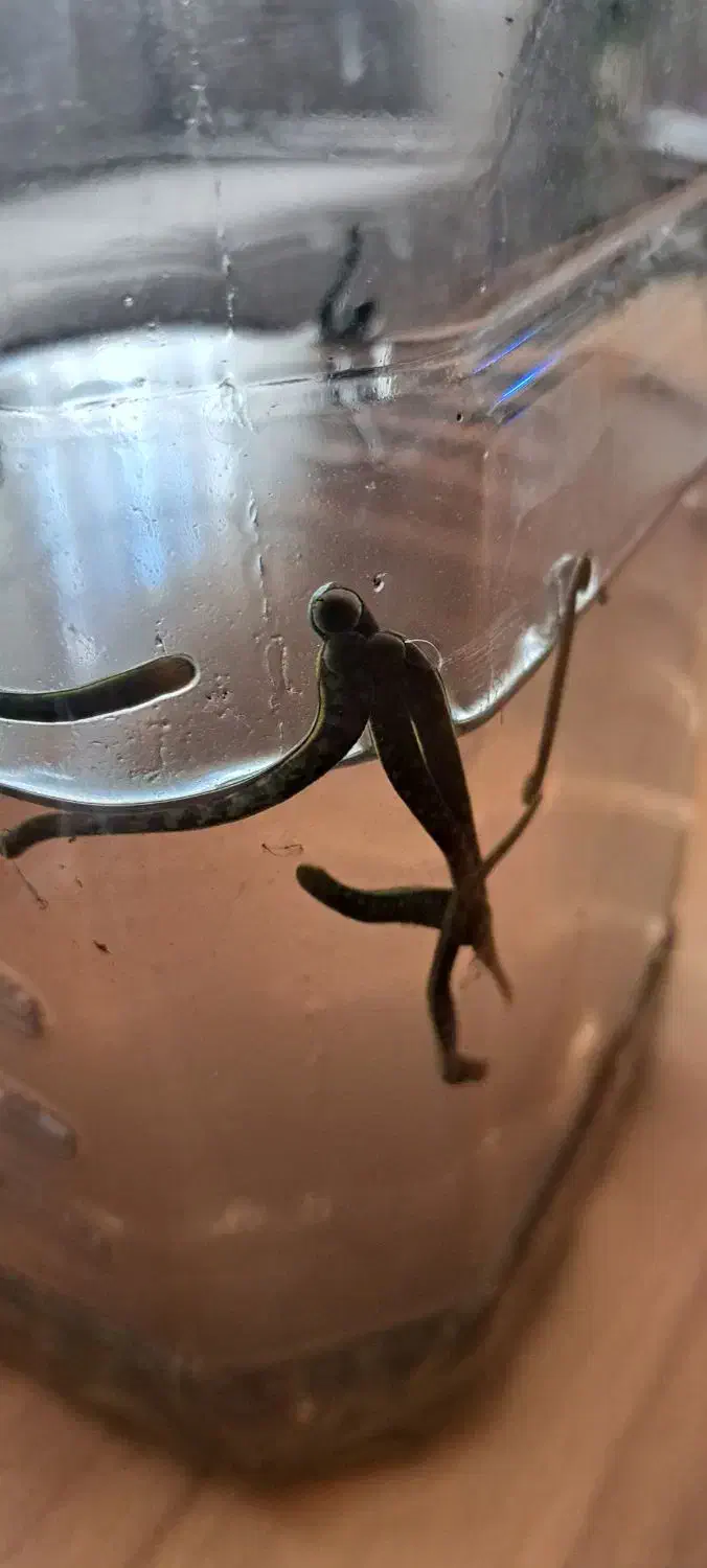 زالو|خزنده|ارومیه, |دیوار