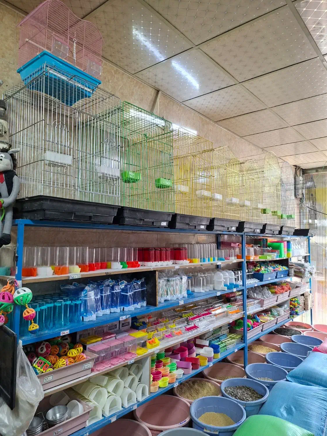 پرنده ...|پرنده|قم, نیروگاه|دیوار